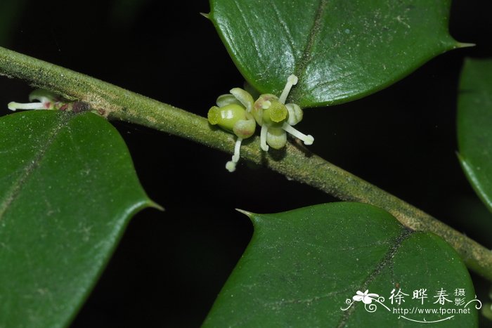 刺叶冬青Ilex bioritsensis