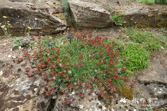 ‘绯红’绒毛花Anthyllis vulneraria ‘Coccinea’