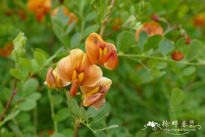 古铜鱼鳔槐Colutea ‘Copper Beauty’