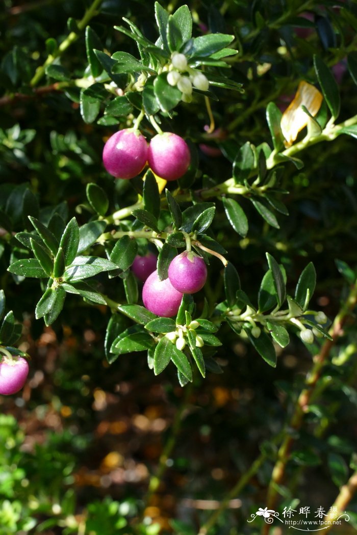 圆果白珠树Gaultheria depressa