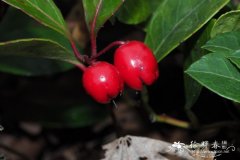 匍枝白珠Gaultheria procumbens