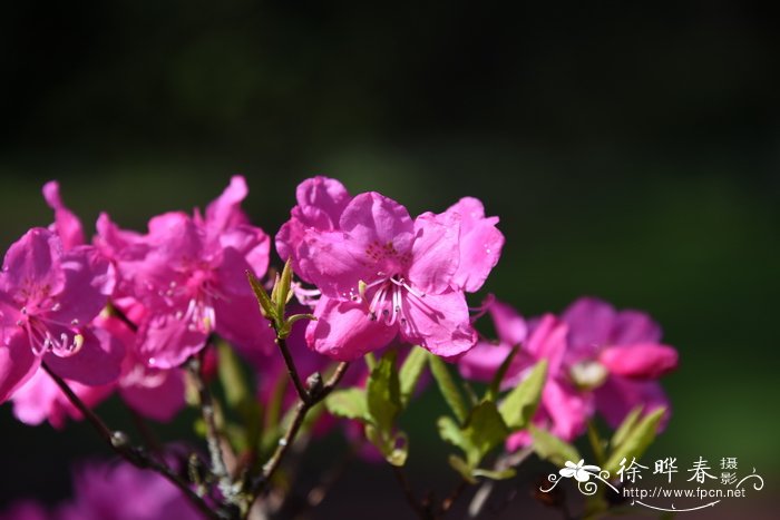 阿尔布雷克特杜鹃Rhododendron albrechtii