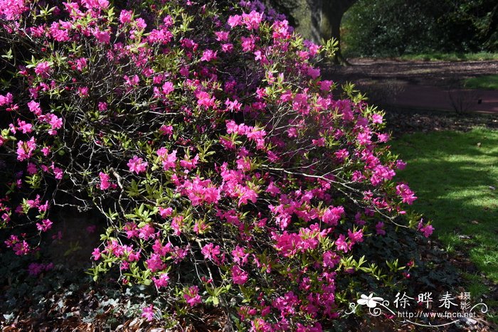 阿尔布雷克特杜鹃Rhododendron albrechtii