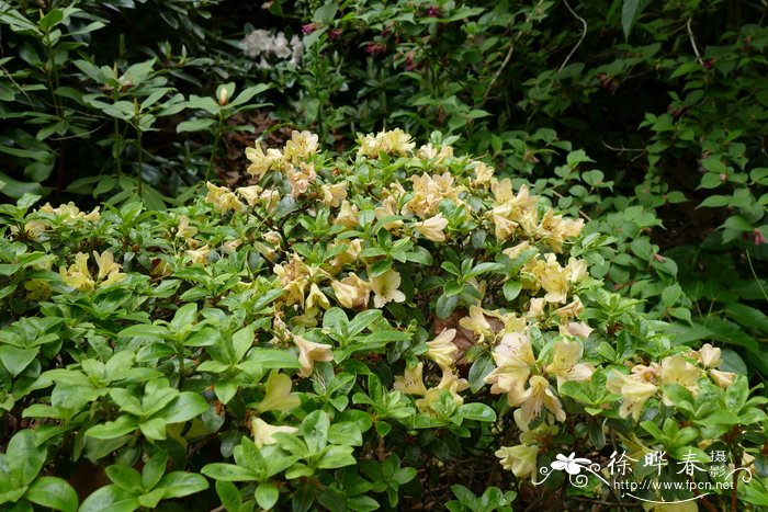 问客杜鹃Rhododendron ambiguum