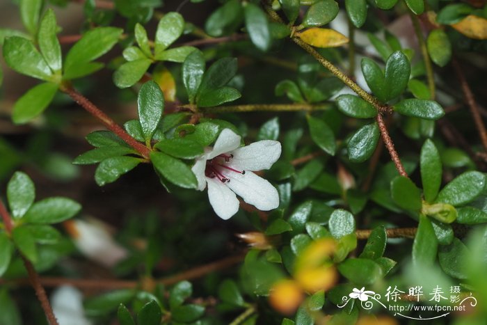 琉璃繁缕花杜鹃Rhododendron anagalliflorum