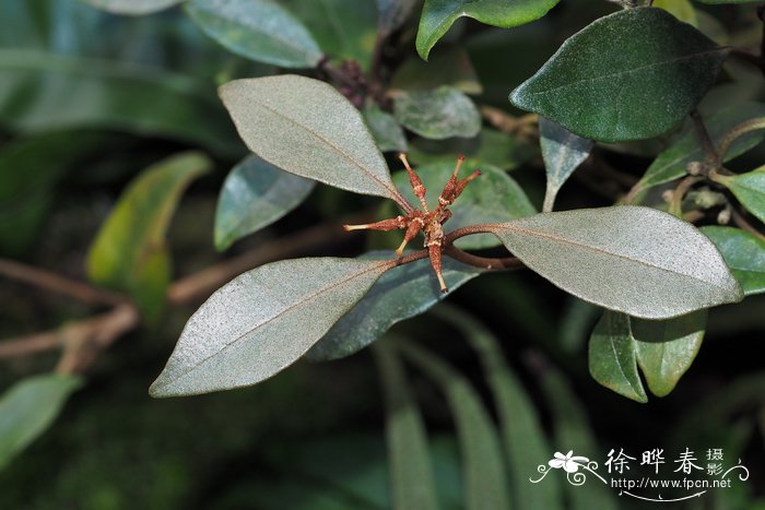 Rhododendron apoanum