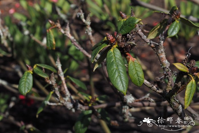 毛枝杜鹃Rhododendron argipeplum