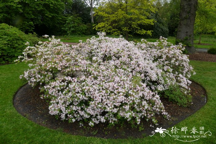 大西洋杜鹃Rhododendron atlanticum