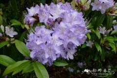 张口杜鹃Rhododendron augustinii subsp. chasmanthum