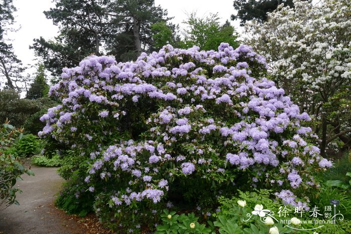 张口杜鹃Rhododendron augustinii subsp. chasmanthum