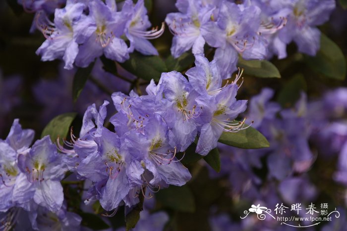 毛肋杜鹃Rhododendron augustinii