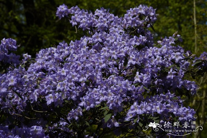 毛肋杜鹃Rhododendron augustinii