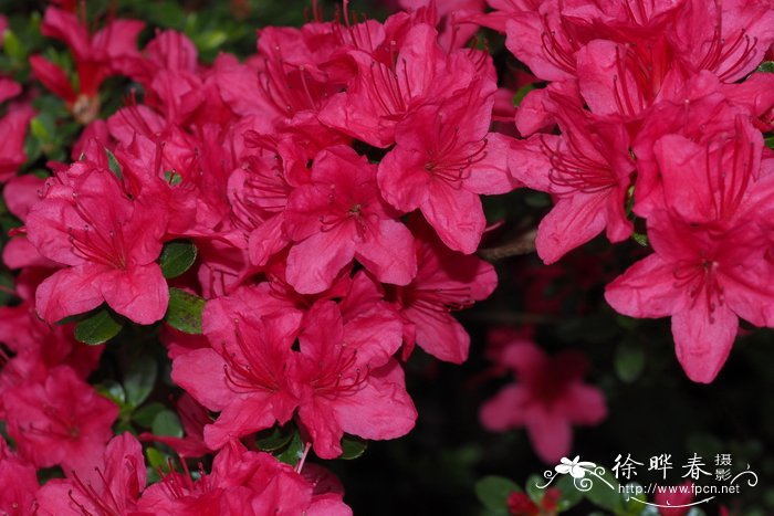 耳叶杜鹃Rhododendron auriculatum