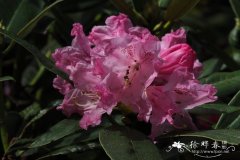 白毛粉钟杜鹃Rhododendron balfourianum var. aganniphoides