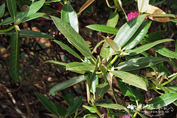 白毛粉钟杜鹃Rhododendron balfourianum var. aganniphoides