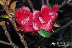 刺枝杜鹃Rhododendron beanianum