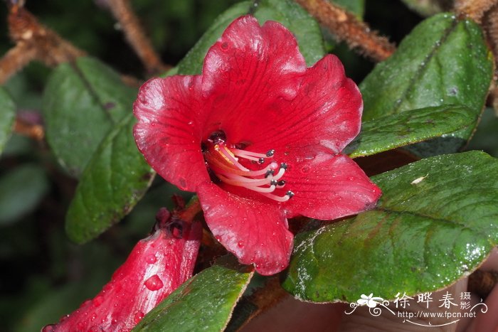 刺枝杜鹃Rhododendron beanianum