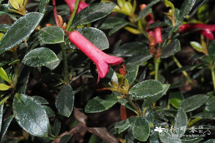 暗红杜鹃Rhododendron caliginis