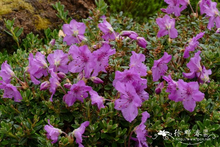 独龙杜鹃Rhododendron calostrotum subsp. keleticum