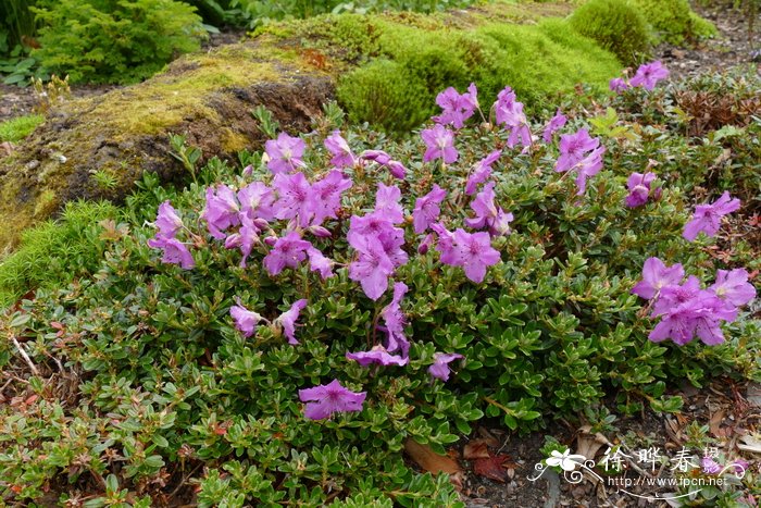 独龙杜鹃Rhododendron calostrotum subsp. keleticum