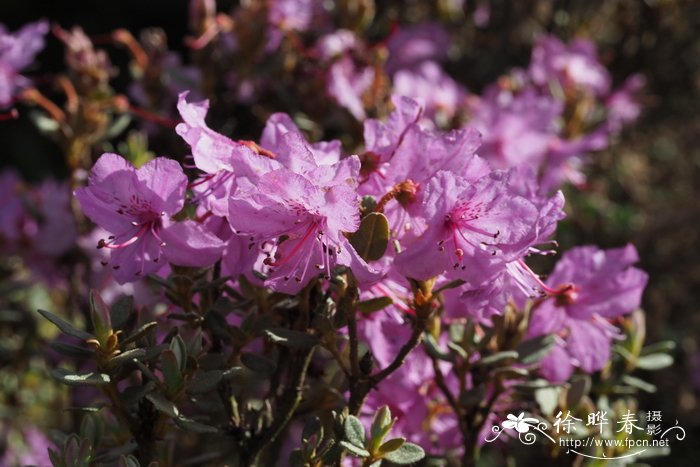 美被杜鹃Rhododendron calostrotum subsp. riparium