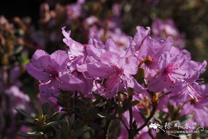 美被杜鹃Rhododendron calostrotum subsp. riparium