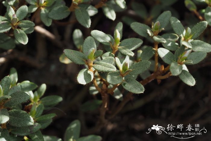 美被杜鹃Rhododendron calostrotum subsp. riparium