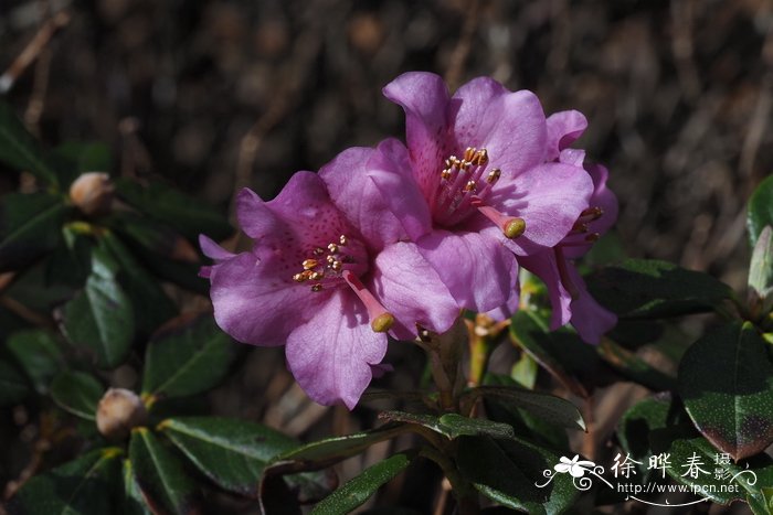 弯果杜鹃Rhododendron campylocarpum