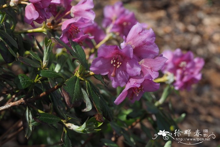 弯果杜鹃rhododendron campylocarpum_花卉图片网