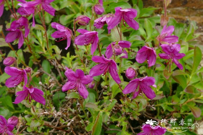 堪察加杜鹃Rhododendron camtschaticum