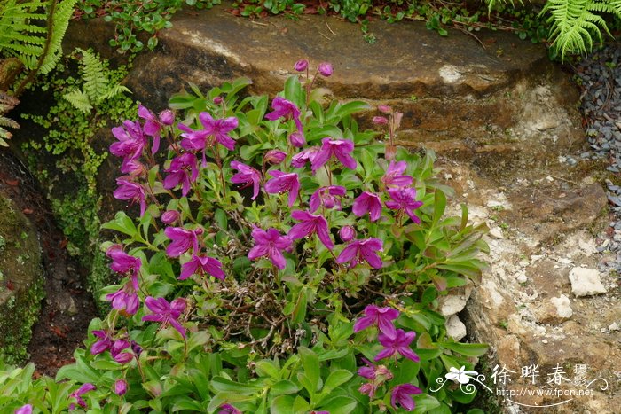 堪察加杜鹃Rhododendron camtschaticum