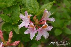 加拿大杜鹃Rhododendron canadense