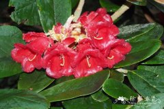 瓣萼杜鹃Rhododendron catacosmum