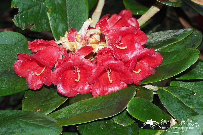 瓣萼杜鹃Rhododendron catacosmum