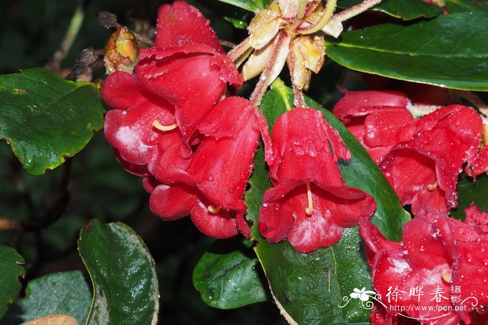 瓣萼杜鹃Rhododendron catacosmum