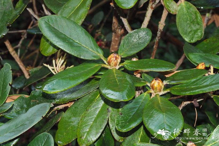 瓣萼杜鹃Rhododendron catacosmum