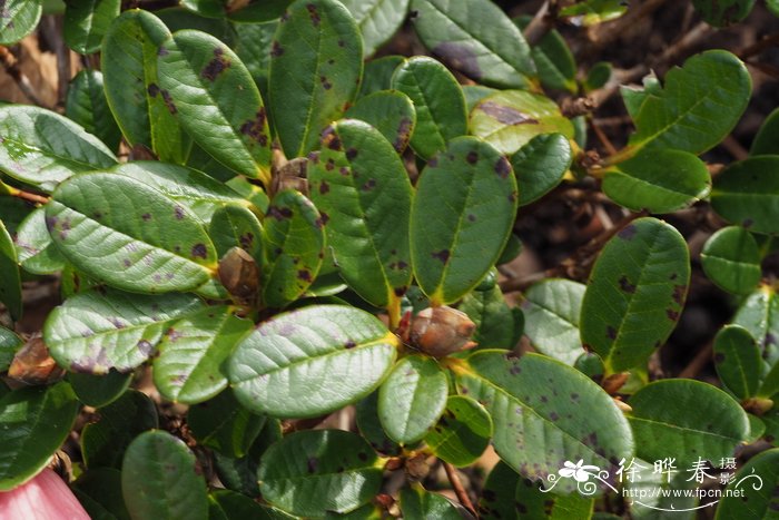 云雾杜鹃Rhododendron chamaethomsonii