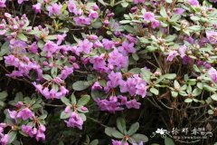 藏布杜鹃Rhododendron charitopes subsp. tsangpoense