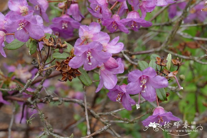 雅容杜鹃Rhododendron charitopes