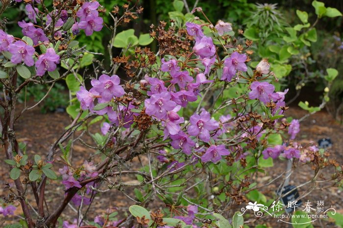 雅容杜鹃Rhododendron charitopes