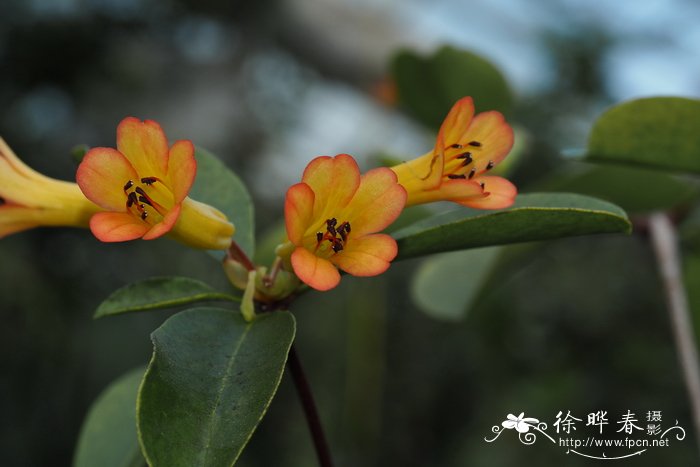 克里斯蒂娜杜鹃Rhododendron christianae