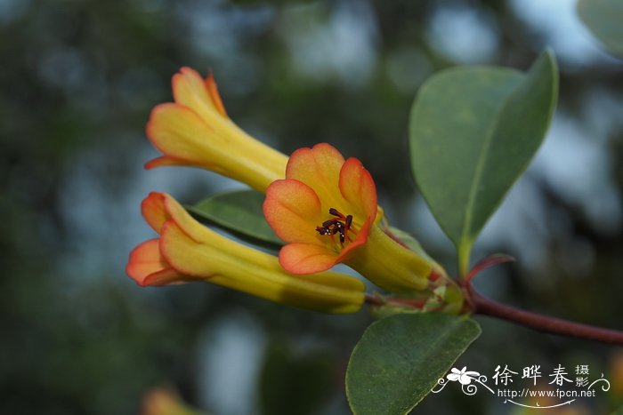 克里斯蒂娜杜鹃Rhododendron christianae