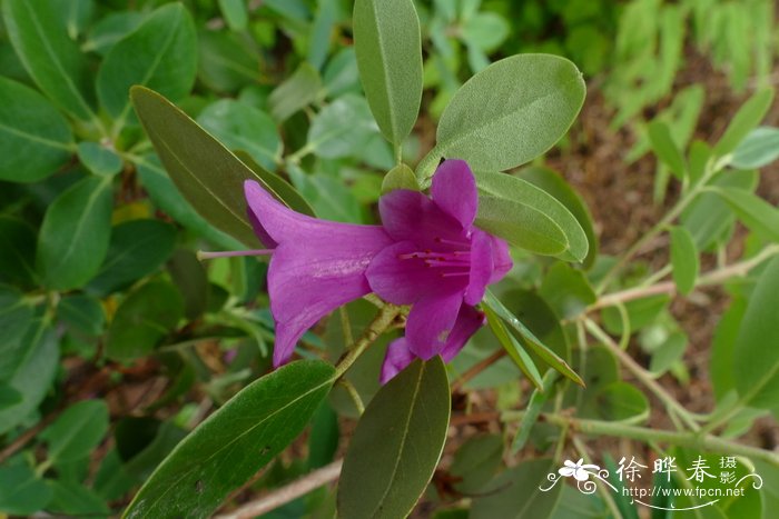 龙江朱砂杜鹃Rhododendron cinnabarinum subsp. tamaense