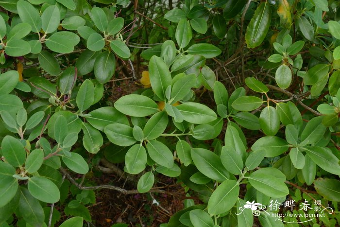 龙江朱砂杜鹃Rhododendron cinnabarinum subsp. tamaense