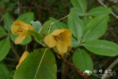 黄铃杜鹃Rhododendron cinnabarinum subsp. xanthocodon