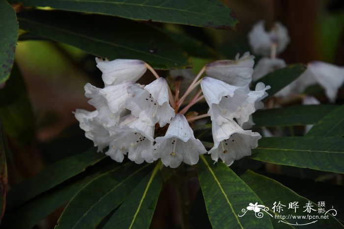 革叶杜鹃Rhododendron coriaceum