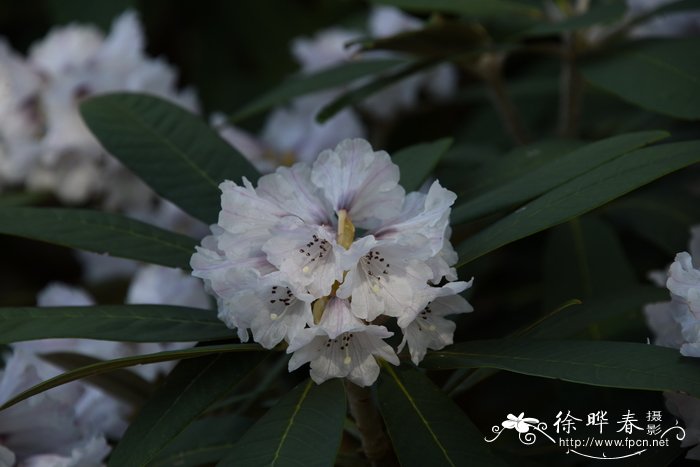 革叶杜鹃Rhododendron coriaceum