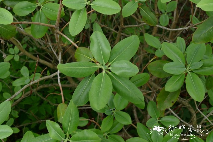 黄铃杜鹃Rhododendron cinnabarinum subsp. xanthocodon