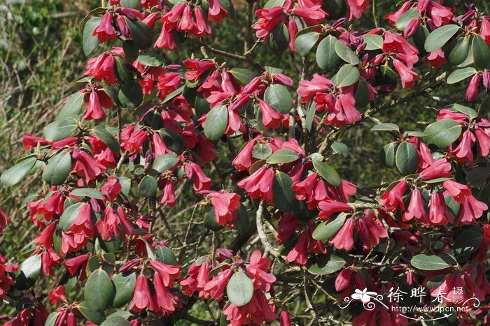 朱砂杜鹃Rhododendron cinnabarinum