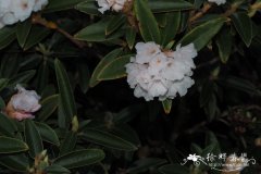 Rhododendron collettianum